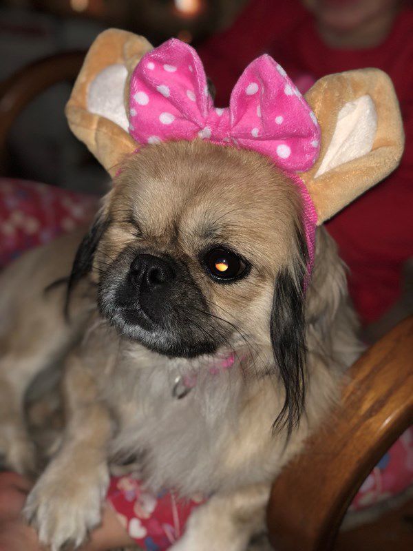 Pet Star 154.jpg